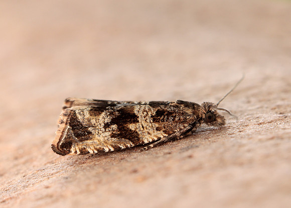 49.164 BF1067 Celypha cespitana