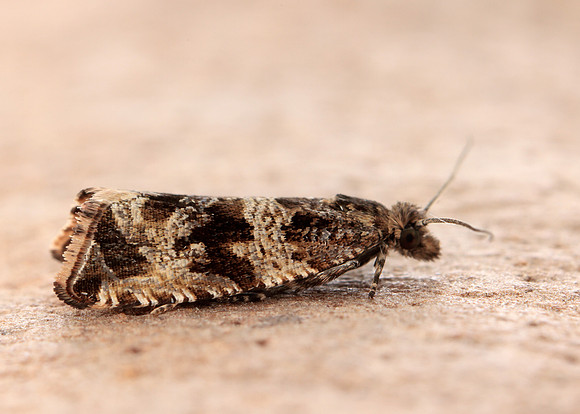 49.164 BF1067 Celypha cespitana