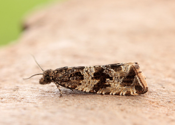 49.164 BF1067 Celypha cespitana