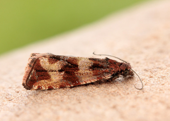 49.164 BF1067 Celypha cespitana