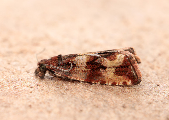 49.164 BF1067 Celypha cespitana