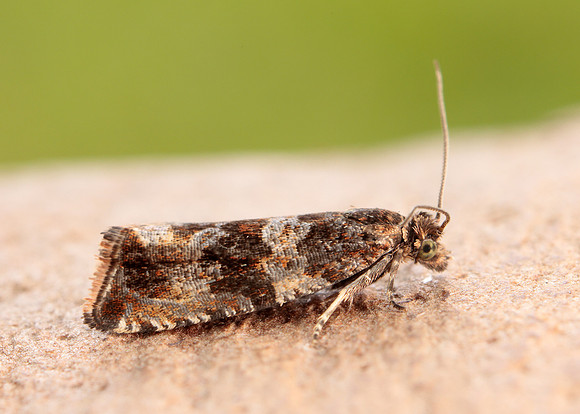 49.164 BF1067 Celypha cespitana