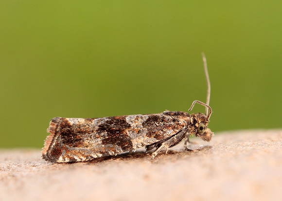 49.164 BF1067 Celypha cespitana