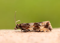 49.164 BF1067 Celypha cespitana