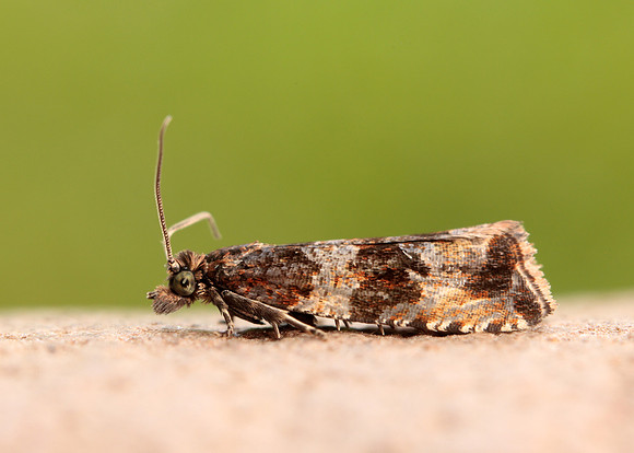 49.164 BF1067 Celypha cespitana