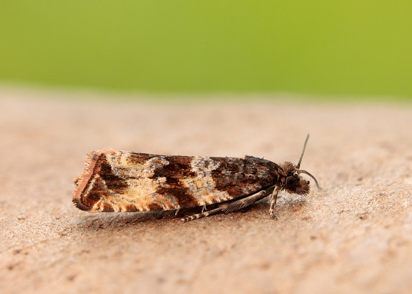 49.164 BF1067 Celypha cespitana