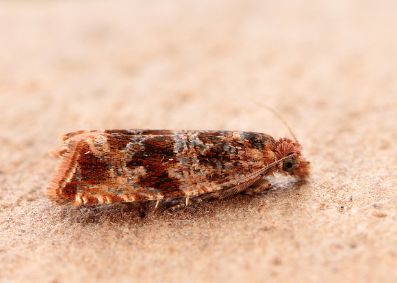 49.164 BF1067 Celypha cespitana