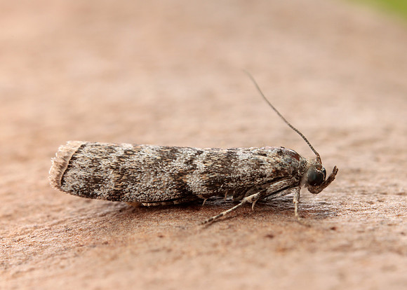 62.028 BF1454 Dioryctria abietella