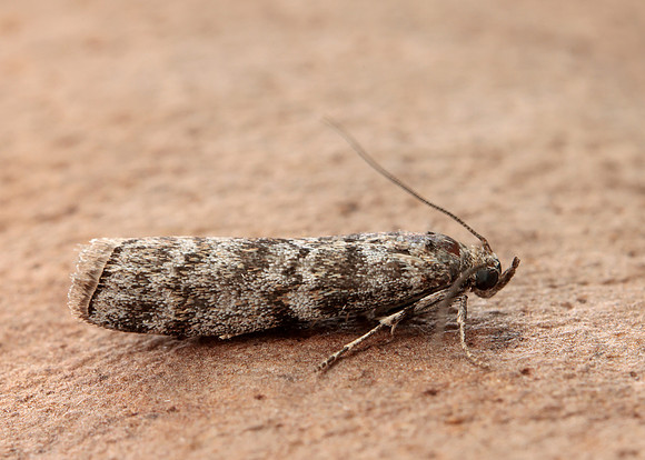 62.028 BF1454 Dioryctria abietella