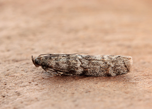 62.028 BF1454 Dioryctria abietella