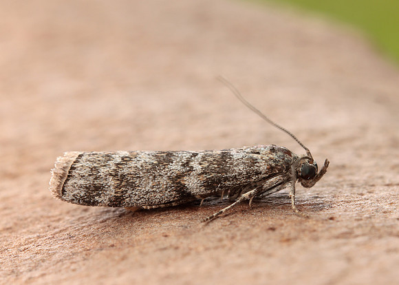 62.028 BF1454 Dioryctria abietella