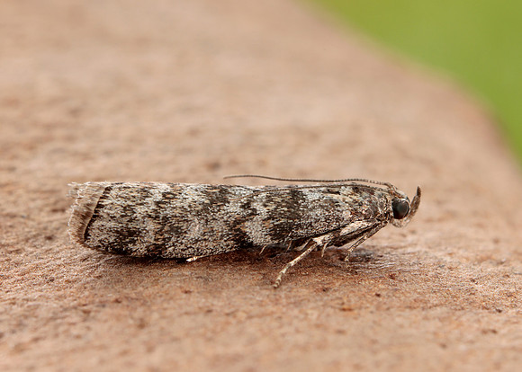62.028 BF1454 Dioryctria abietella
