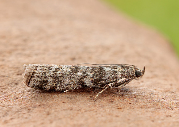 62.028 BF1454 Dioryctria abietella