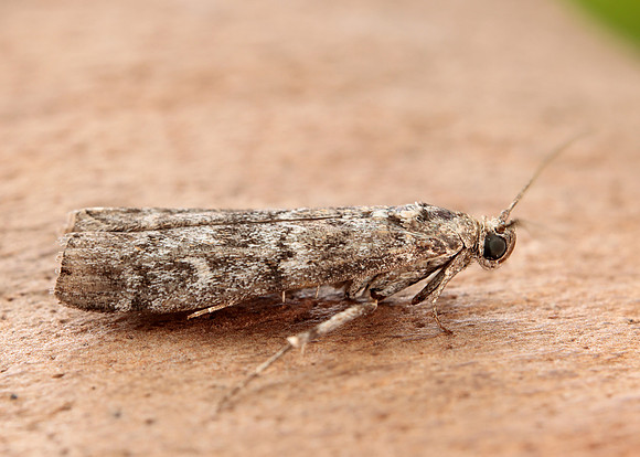 62.028 BF1454 Dioryctria abietella