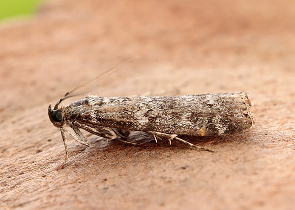 62.028 BF1454 Dioryctria abietella