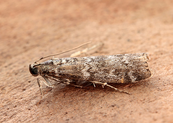 62.028 BF1454 Dioryctria abietella
