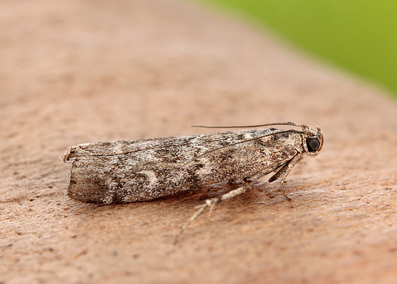 62.028 BF1454 Dioryctria abietella