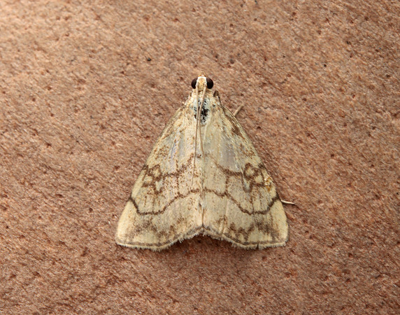 63.060 BF1358 Evergestis pallidata