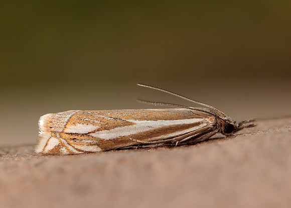 63.085 BF1300 Crambus pratella