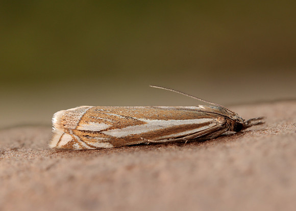 63.085 BF1300 Crambus pratella