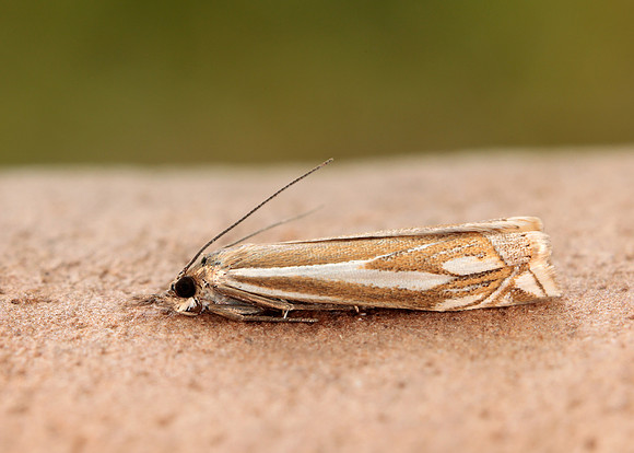 63.085 BF1300 Crambus pratella