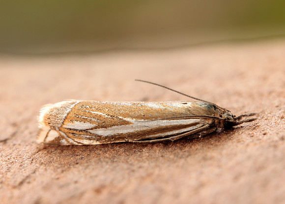 63.085 BF1300 Crambus pratella