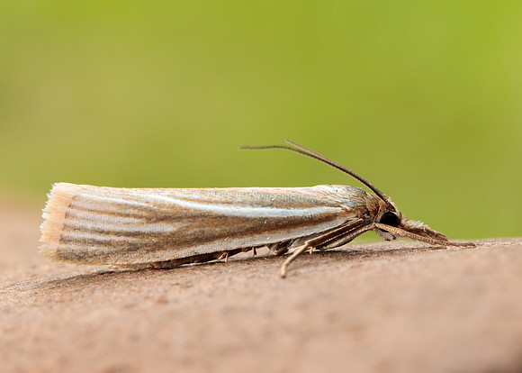 63.085 BF1300 Crambus pratella