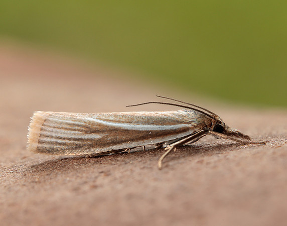 63.085 BF1300 Crambus pratella