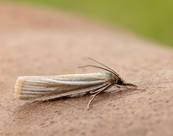 63.085 BF1300 Crambus pratella