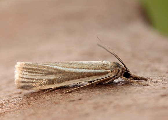 63.085 BF1300 Crambus pratella
