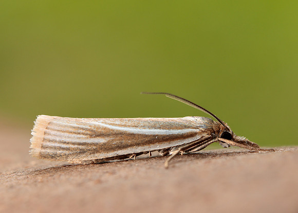 63.085 BF1300 Crambus pratella