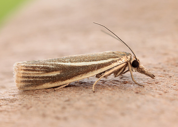 63.085 BF1300 Crambus pratella