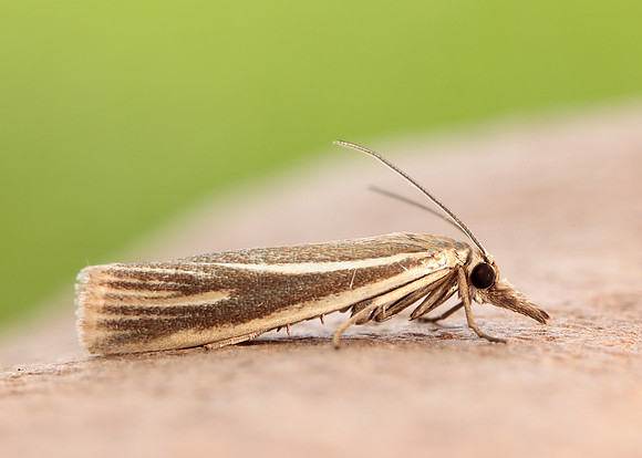 63.085 BF1300 Crambus pratella
