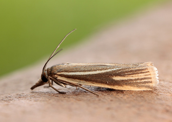 63.085 BF1300 Crambus pratella