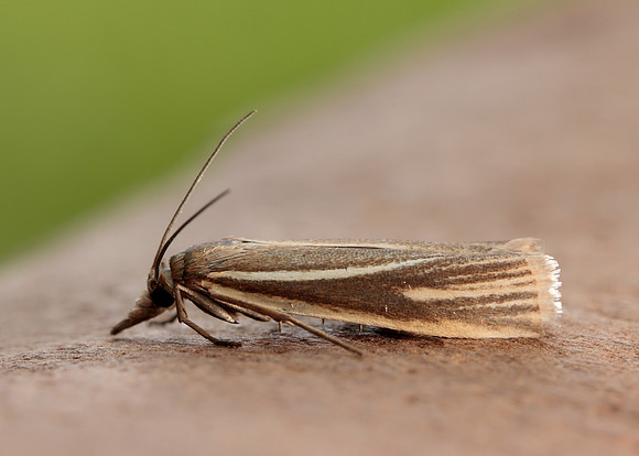 63.085 BF1300 Crambus pratella