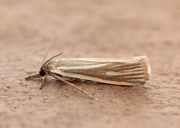 63.085 BF1300 Crambus pratella