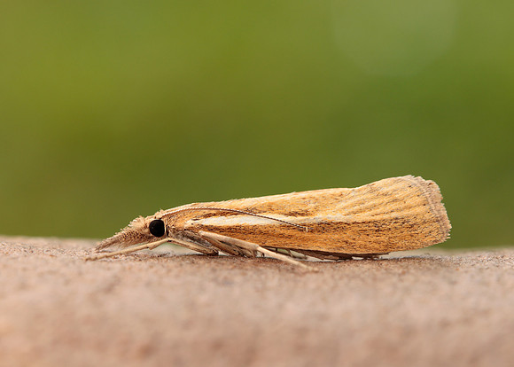 63.089 BF1305 Agriphila tristella