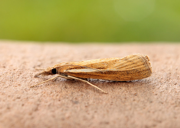 63.089 BF1305 Agriphila tristella