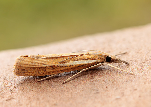 63.089 BF1305 Agriphila tristella