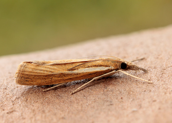 63.089 BF1305 Agriphila tristella