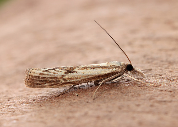 63.089 BF1305 Agriphila tristella