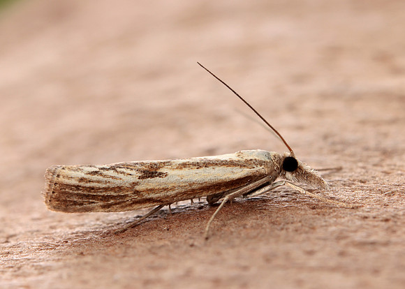 63.089 BF1305 Agriphila tristella