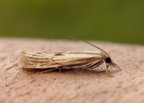 63.089 BF1305 Agriphila tristella