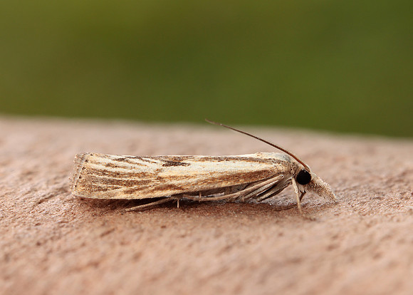 63.089 BF1305 Agriphila tristella