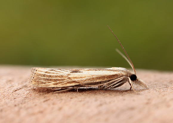 63.089 BF1305 Agriphila tristella