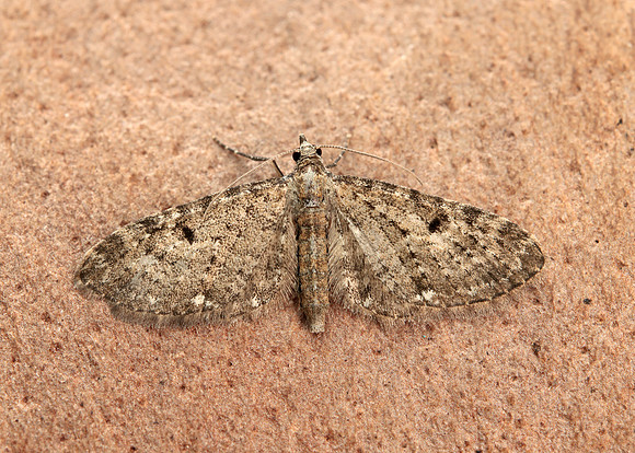 70.161 BF1851 Golden-rod Pug Eupithecia virgaureata