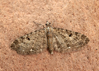70.161 BF1851 Golden-rod Pug Eupithecia virgaureata