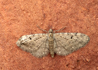 70.161 BF1851 Golden-rod Pug Eupithecia virgaureata