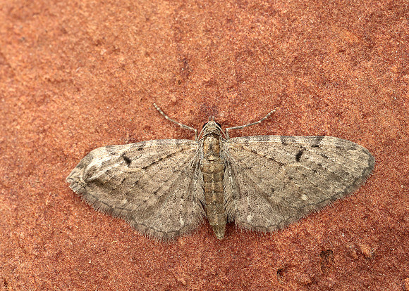 70.161 BF1851 Golden-rod Pug Eupithecia virgaureata