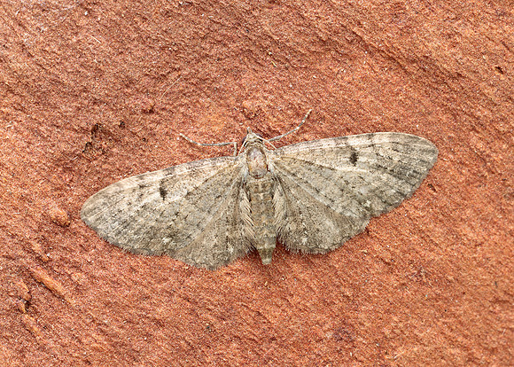 70.161 BF1851 Golden-rod Pug Eupithecia virgaureata